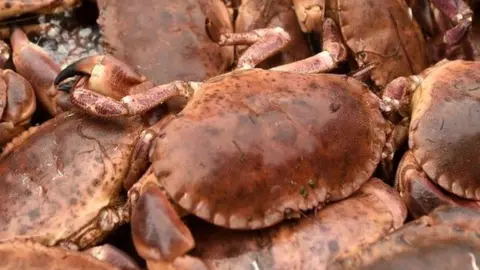 Fresh crab