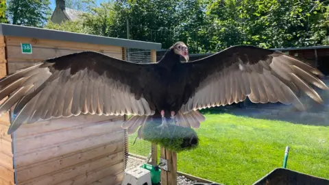 Gilbert the turkey vulture