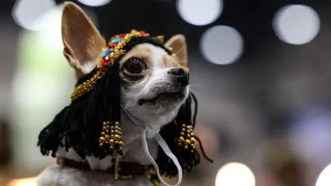 Valeria Mongelli/Getty Images A chihuahua dressed in a pharaoh-like costume.