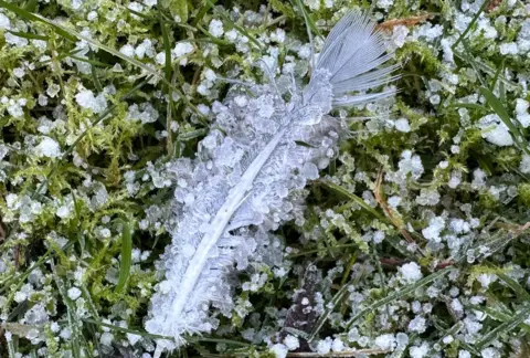 VickyA/BBCWeatherWatchers Feather