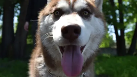 AFP/Getty Husky in Kyrgyzstan