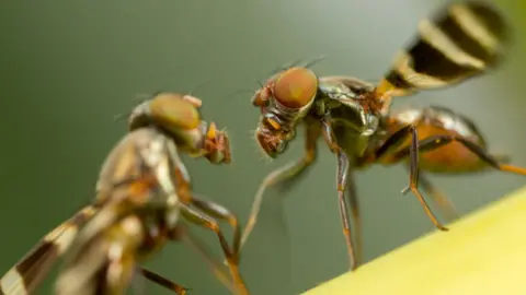 Getty Images Fruit flies
