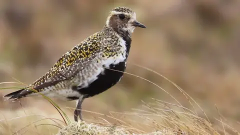 Norrie Russell Golden plover