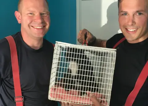 Cambs Fire Service Cat after being rescued