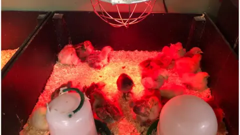 Baby chicks warmed by heat lamps at the Cotswold Farm Park