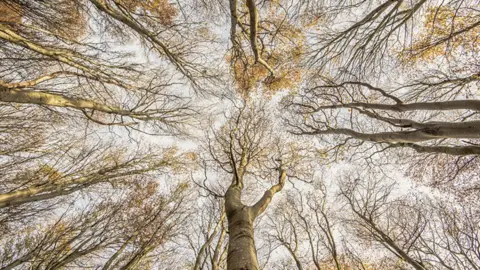 Graham Niven Graham Niven image