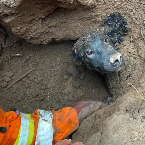 Leicestershire Fire and Rescue Service Dog stuck in the mud