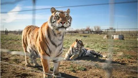 Getty Images Two tigers rescued from the Tiger King zoo live at a sanctuary in Colorado