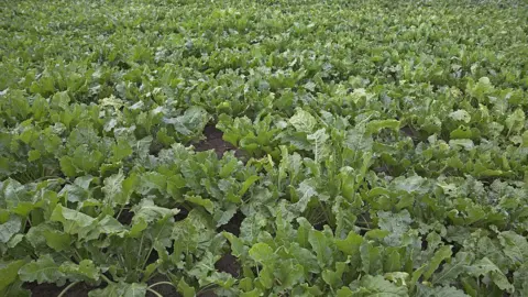 Getty Images Sugar beet