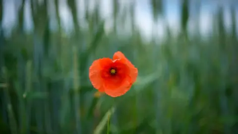 Getty Images poppy