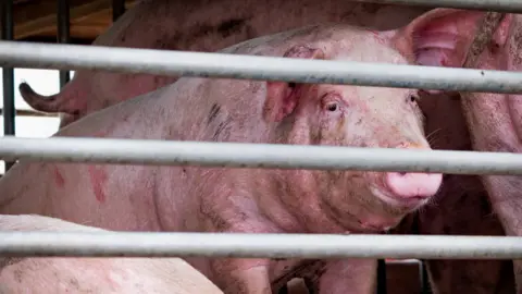 Getty Images pig being transported