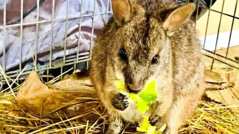 Edward the wallaby