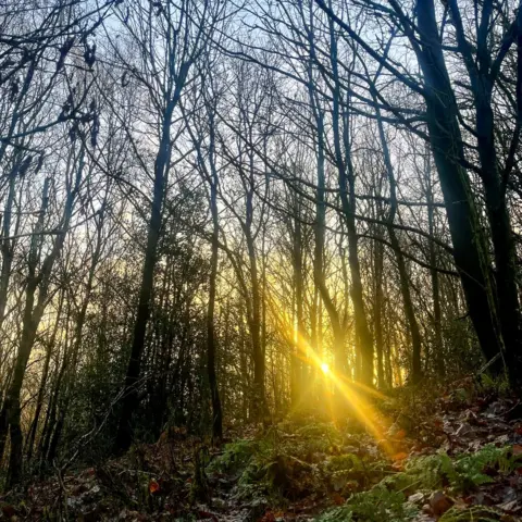 Victoria Gill UK woodland