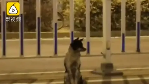 Pear Video Dog sat by road