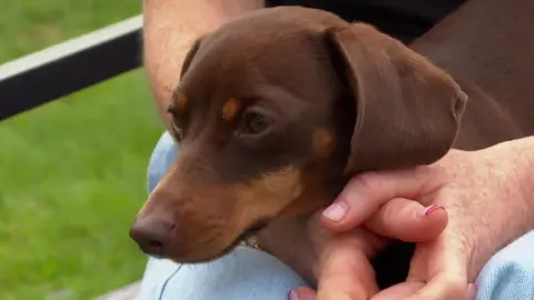 Twiglet, a 16-month old Dachshund