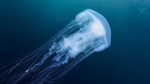 Getty Images Jellyfish