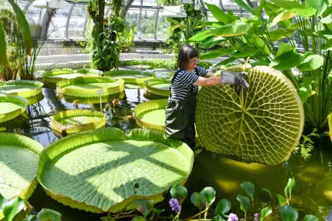 Jens Kalaene / Getty Images A woman standing in water holds up a very large water-lily leaf