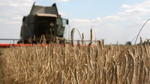 Wheat harvest in Ukraine