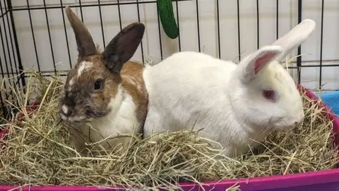 Bristol Animal Rescue Centre Two rabbits side by side