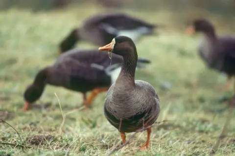 Andy Hay (rspb-images.com) The geese feeding