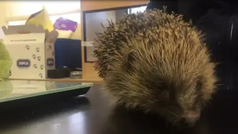 RSPCA Hedgehog