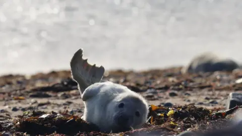 Cumbria Wildlife Trust A seal pup in October 2020