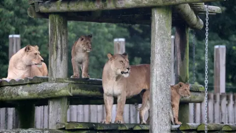 Getty Images lions at Blair Drummond