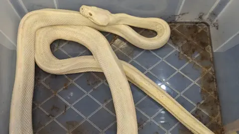 RSPCA The male albino carpet python was found 'severely emaciated'