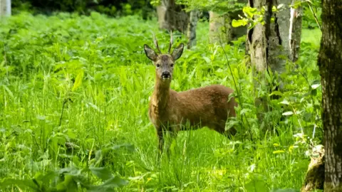 Education Images/Getty Images roe deer