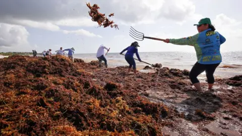 Getty Images Seaweed clean up in Mexico