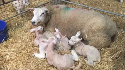 The sheep with her lambs
