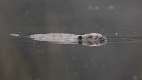 Peter Cairns/Scotland: The Big Picture. Beaver