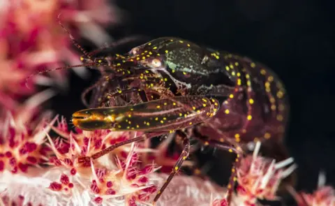 Getty Images Snapping shrimp