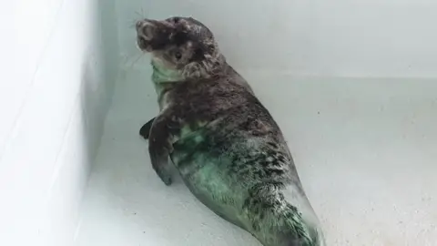 Tynemouth Aquarium Seal pup, Skittles