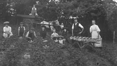 Hampshire Records Office A black and white image of strawberries beig picked by children and adults with a horse-drawn cart in the background