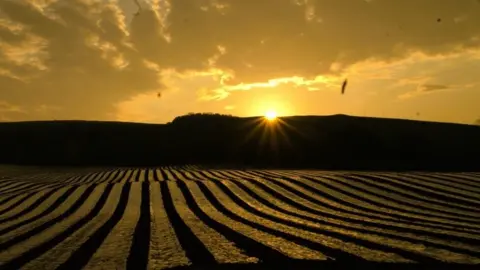 the sun rising over the maize cloches at Tinwald in Dumfries and Galloway