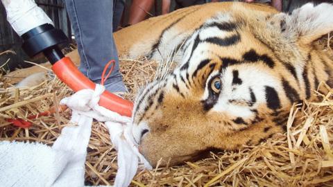 Vlad the tiger undergoing medical procedure