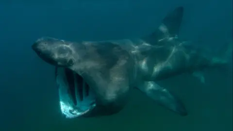 Florian Graner/WWF/PA A basking shark.