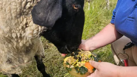 Sheep being given frozen vegetables