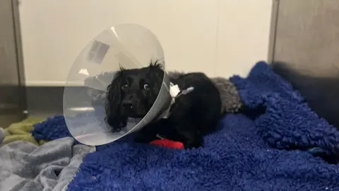 Meg, a black cocker spaniel, on a blanket with a cone around her head 