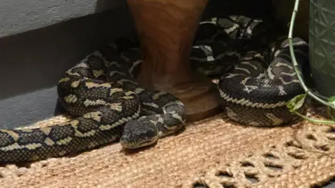A carpet python curled around the leg of an outdoor table