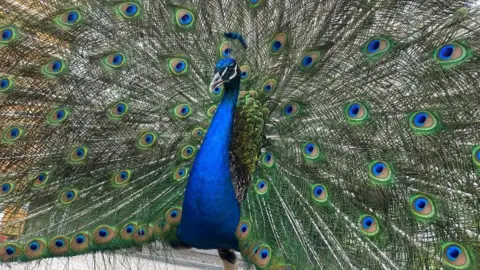 Peacocks in Pittencrieff Park Peacock with feathers spread