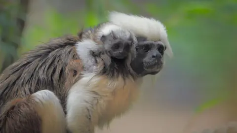 PA A baby tamarin monkey rests on its mother's back