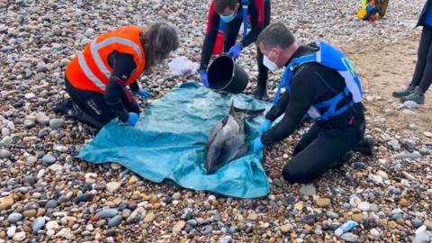 Porpoise being given first aid