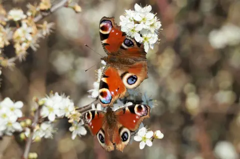 GillsEyeView The butterflies, with brown colours and blue eyespots, sit on a branch.