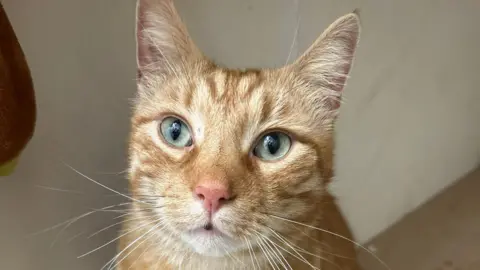 A close-up shot of a blonde cat looking straight into the camera