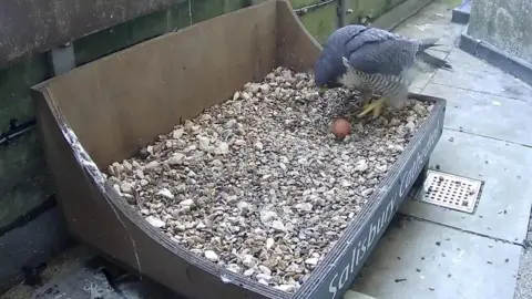 A falcon looking at an egg in a nesting box