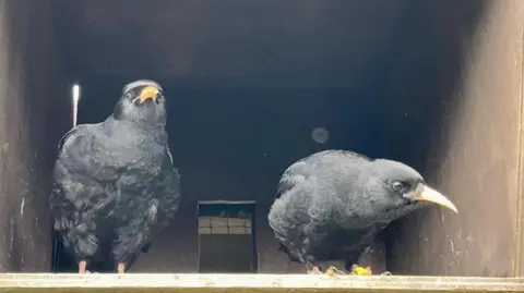A pair of chough chicks look out from a nesting box.