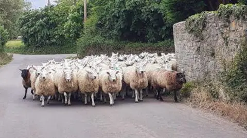 A flock of sheep is turning a corner and running towards the camera.