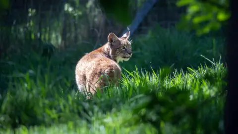 A large cat looks back over its shoulder in a grassy area